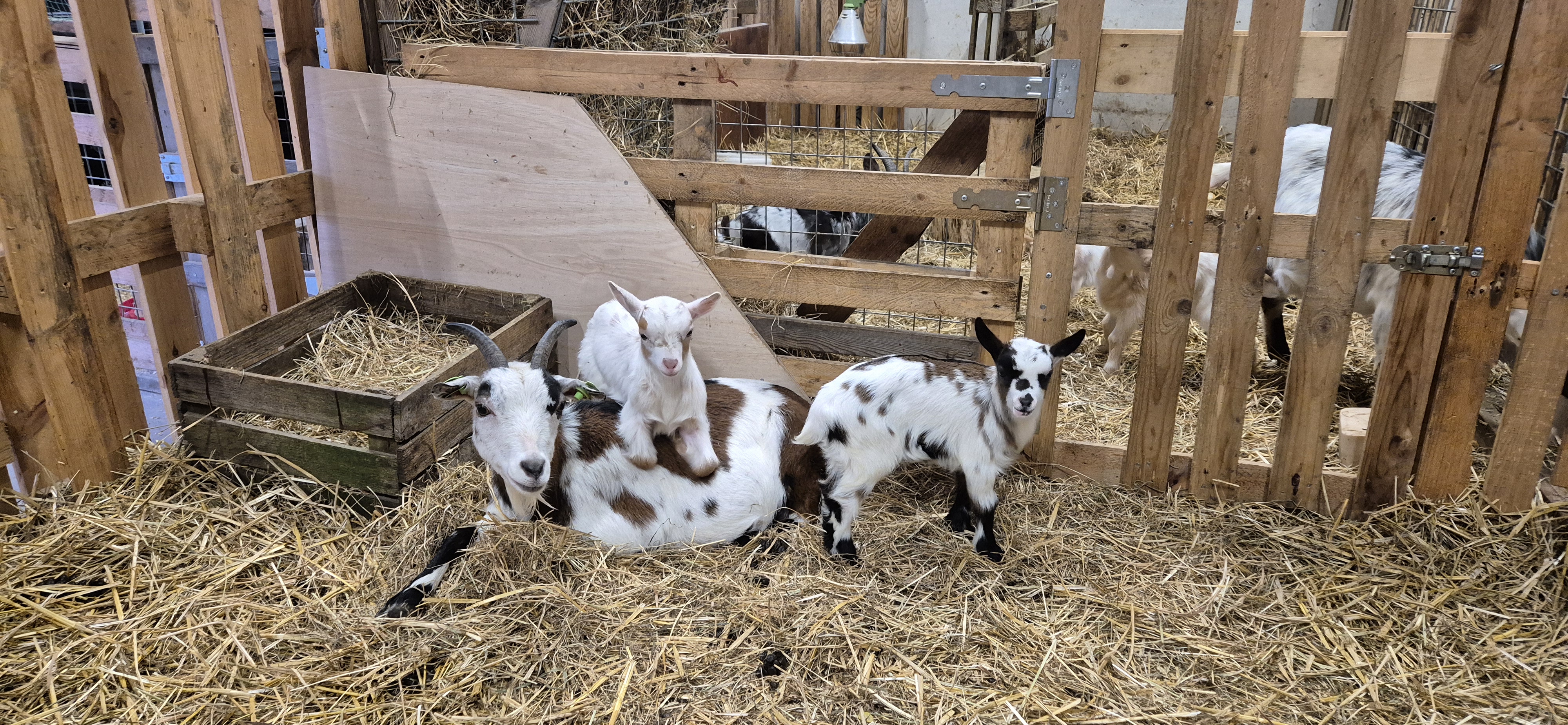 Dierendag & Spellenmiddag bij ’t Bukske